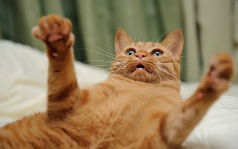 Прикольные котики