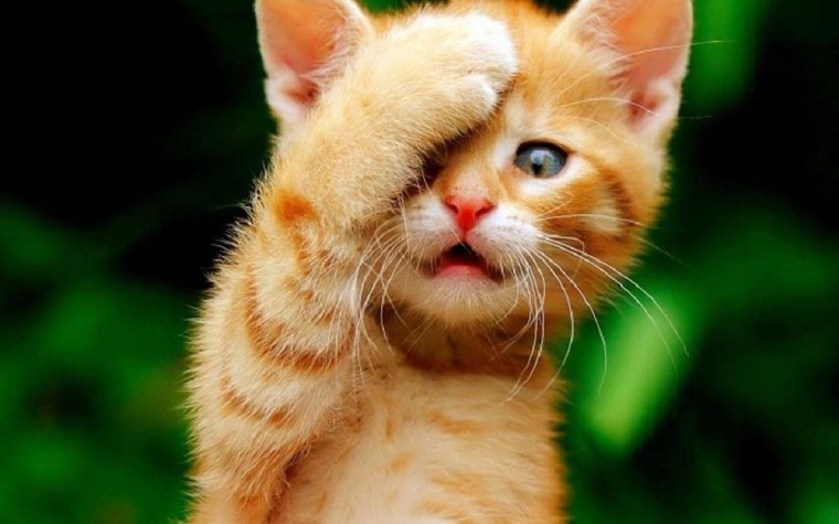 Трусливый рыжий котенок