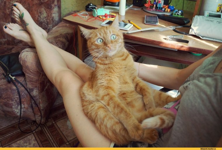 Рыжий кот прикол