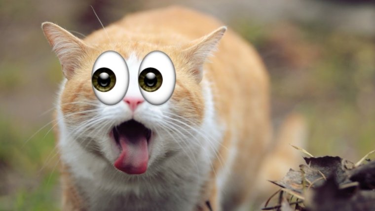 Смешной рыжий кот