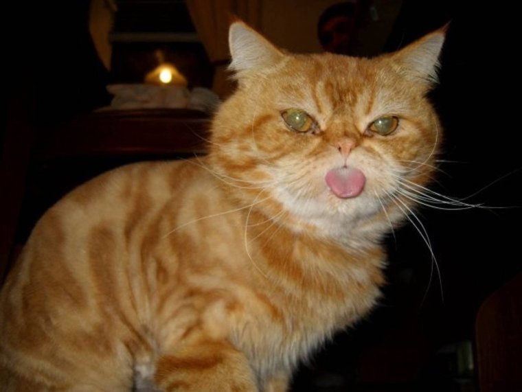 Рыжий кот прикол