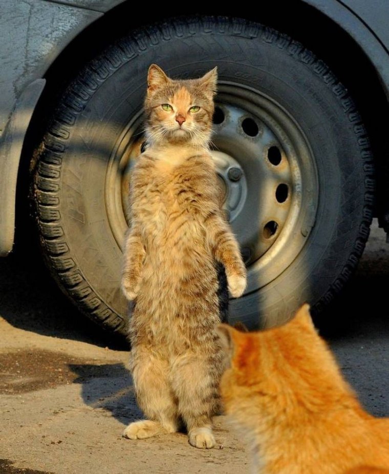 Колесо для кота