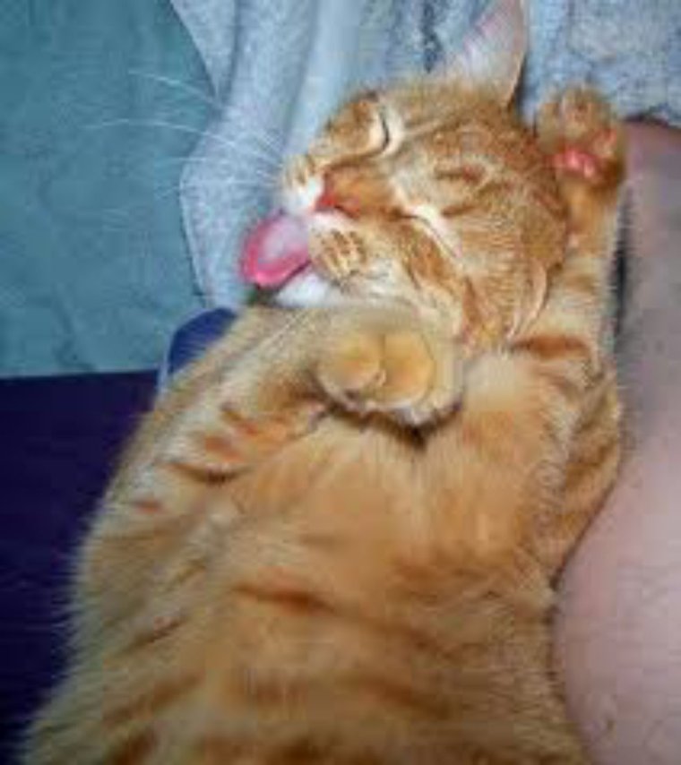 Смешные рыжие коты с надписями