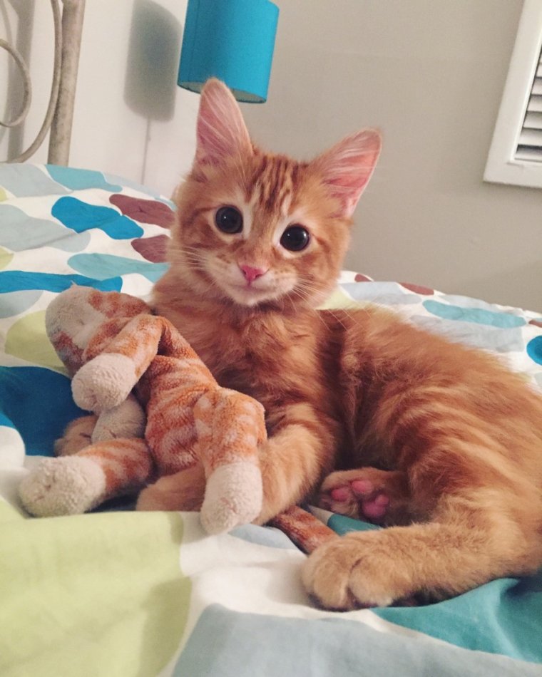 Смешной рыжий котенок