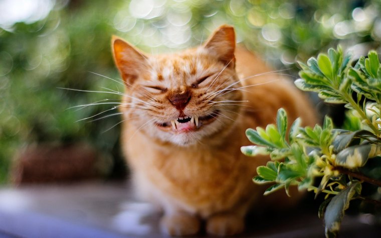 Кот улыбается