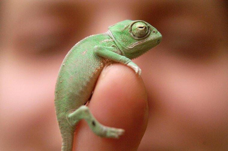 Хамелеон прикольный