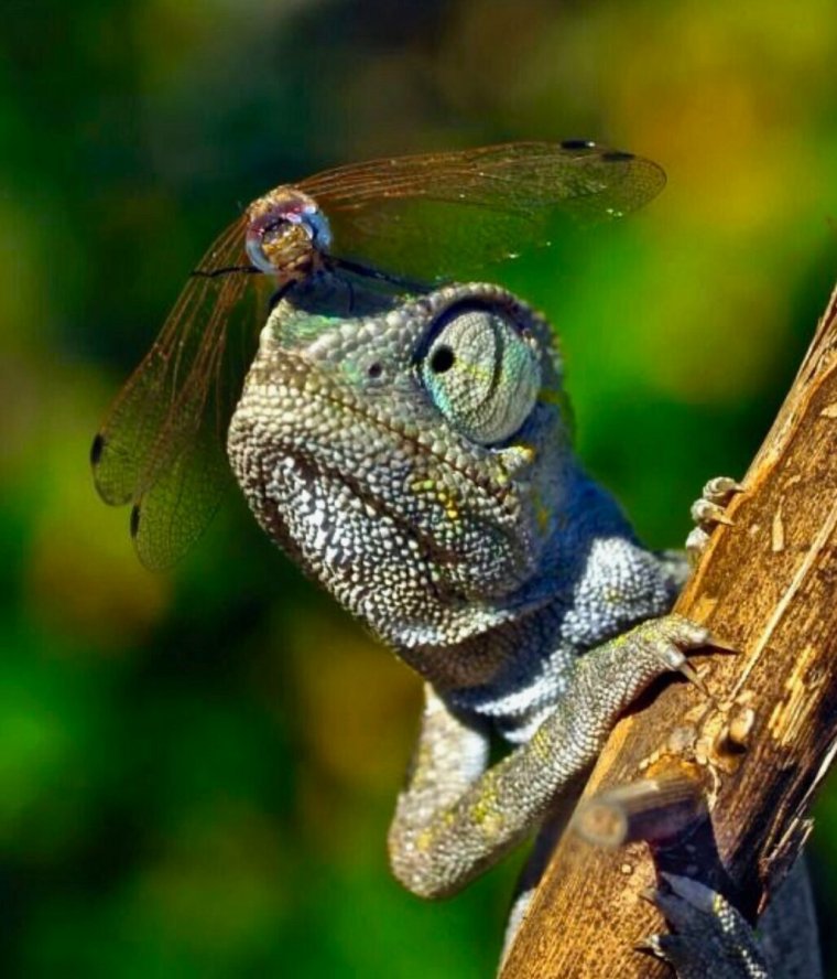 Чудеса природы животные