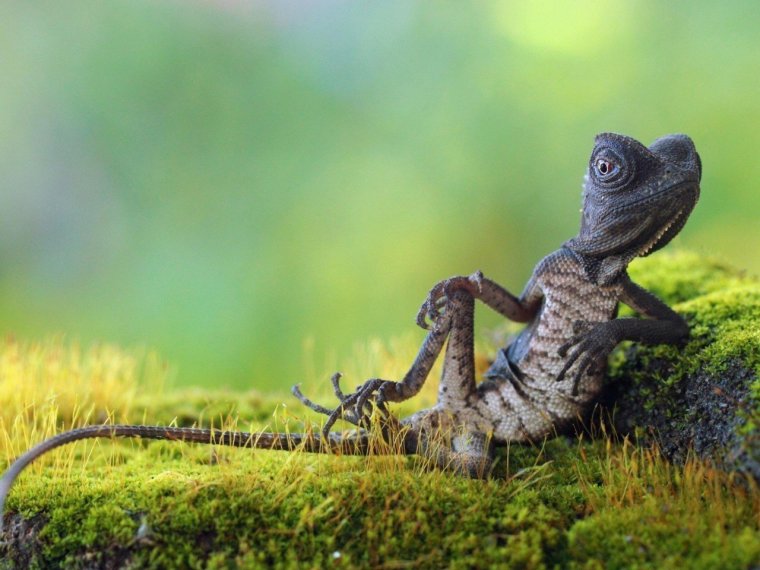 Прикольная ящерица