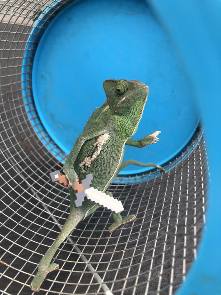 Лапы хамелеона