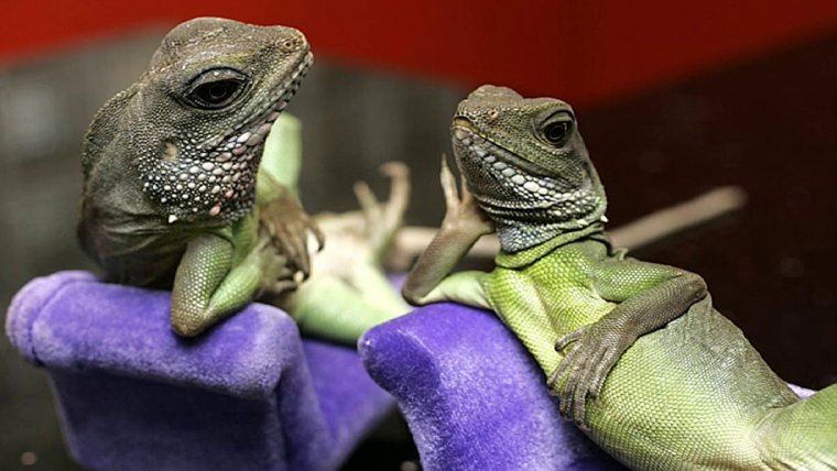 Смешные рептилии