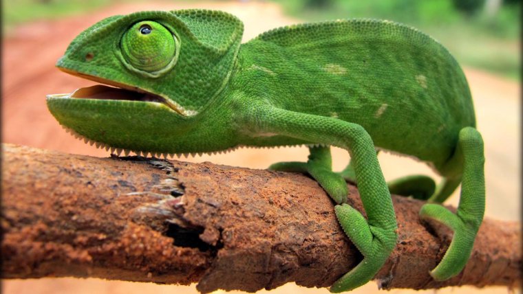 Хамелеон йеменский самка лапы