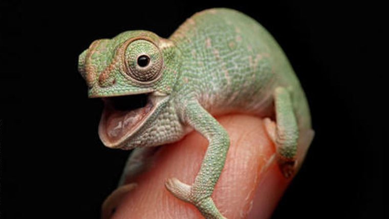 Африканские Карликовые хамелеоны