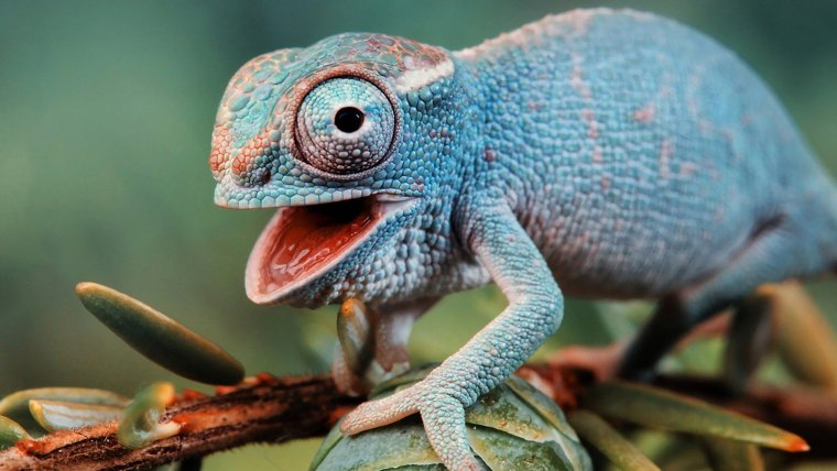 Хамелеон рептилия