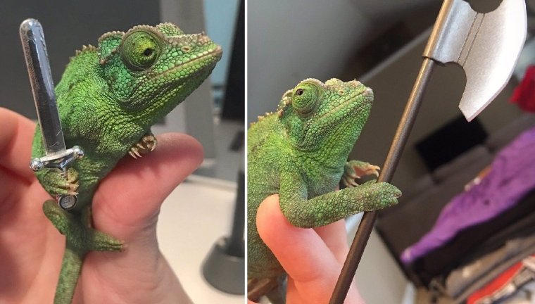 Хамелеон приколы с Цитатами