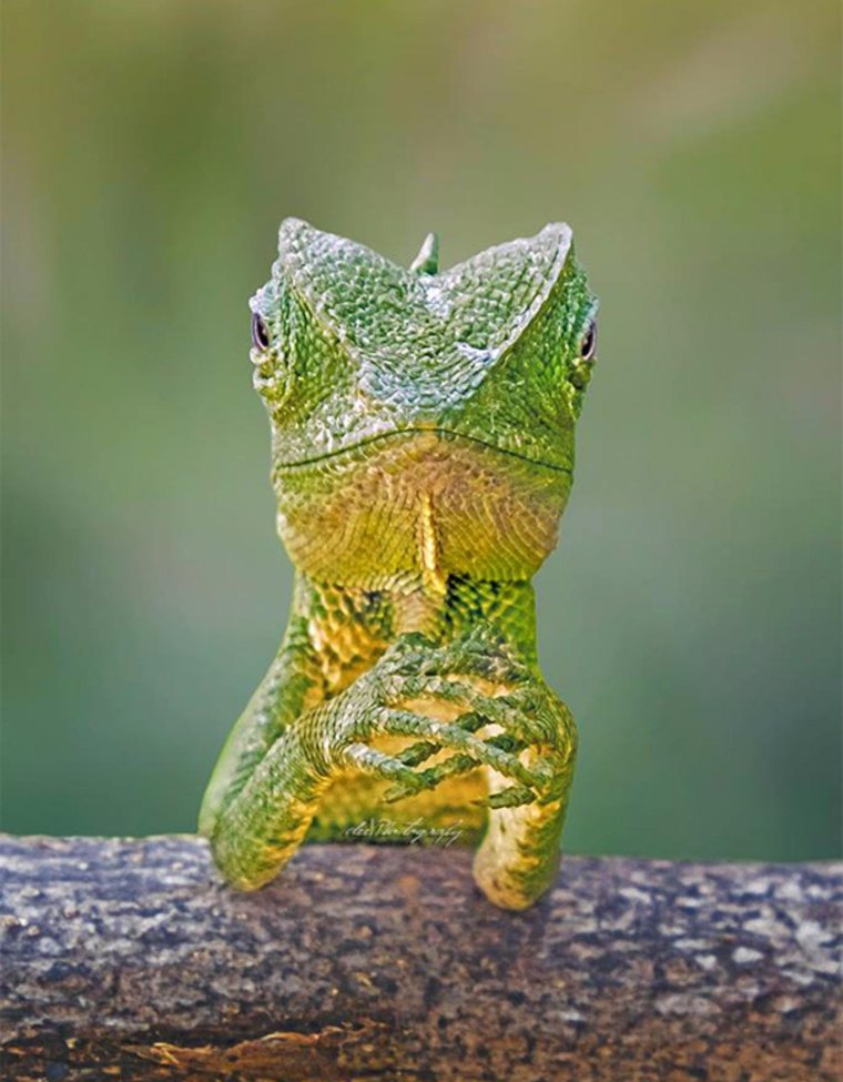Забавные ящерицы