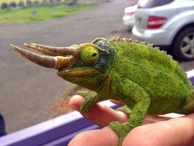 Рогатый хамелеон