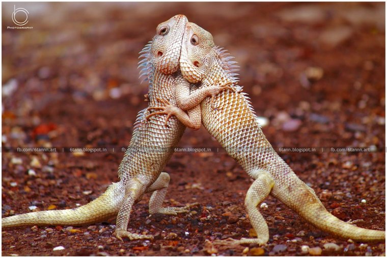 Милые рептилии