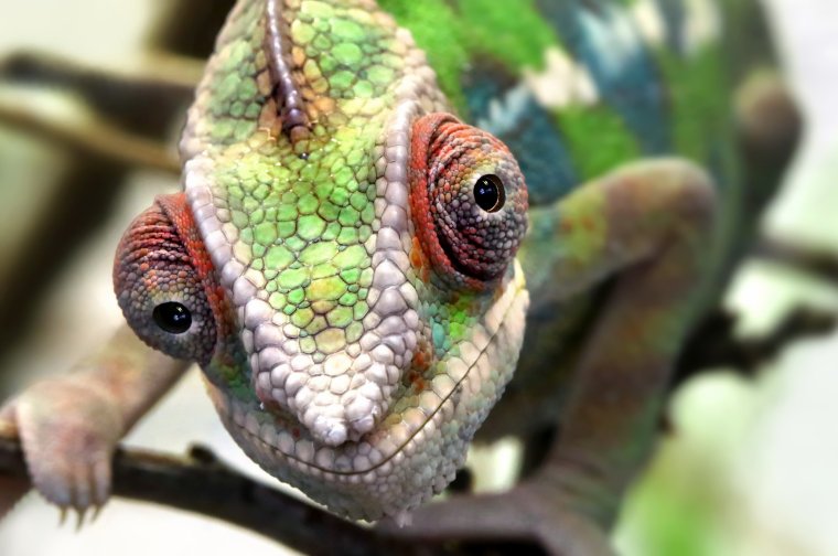 Пантерный хамелеон