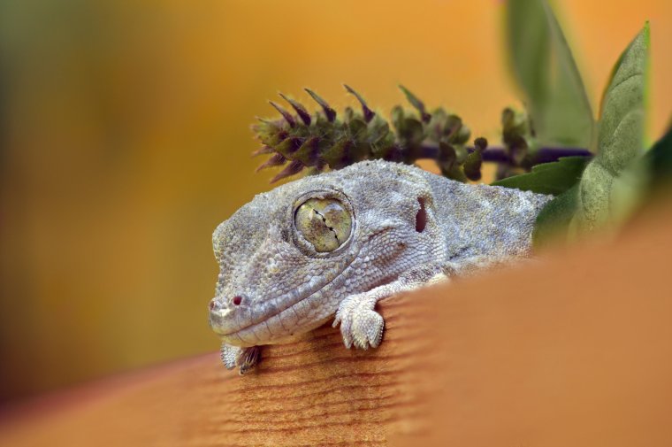 Геккон Чинчок