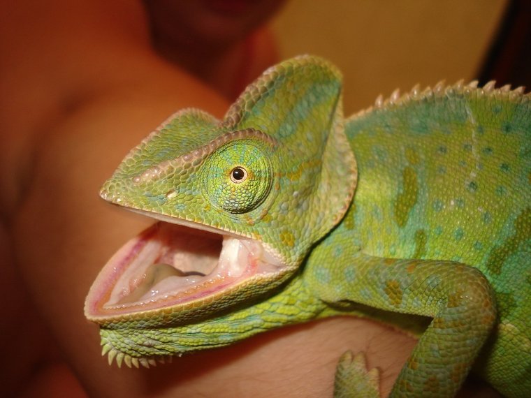 Хамелеон смешной