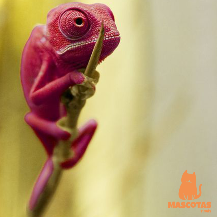 Детеныш хамелеона