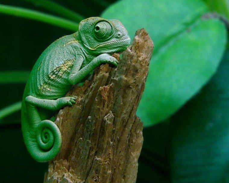 Хамелеон смешной