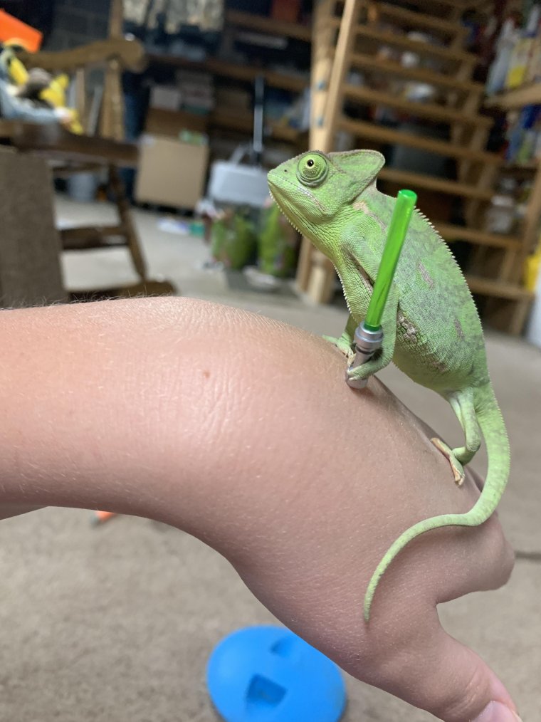 Лапы хамелеона