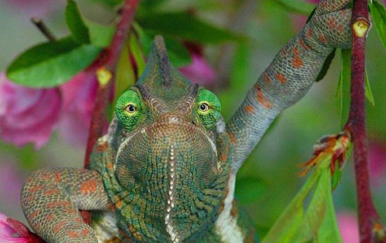 Хамелеон прикол