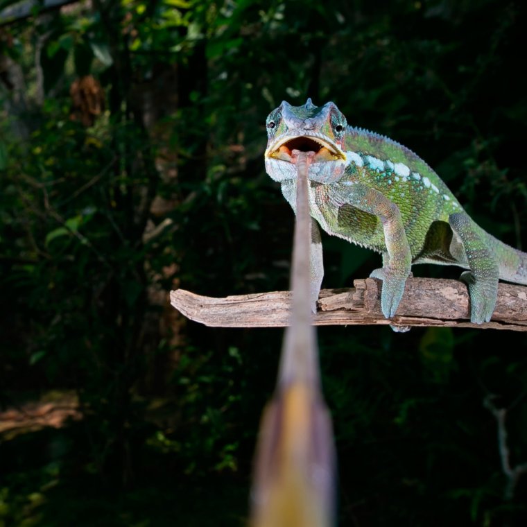 Хамелеон юмор фото