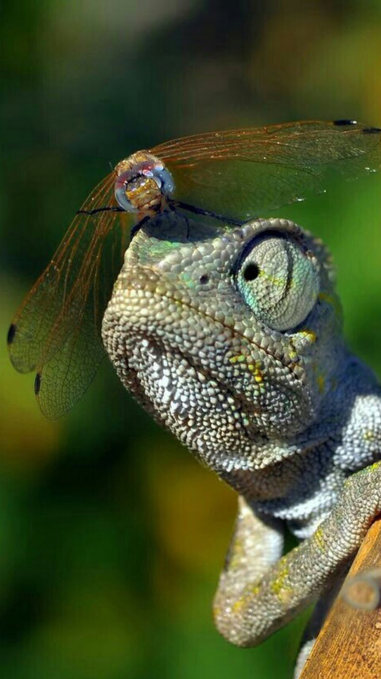 Хамелеон сидит