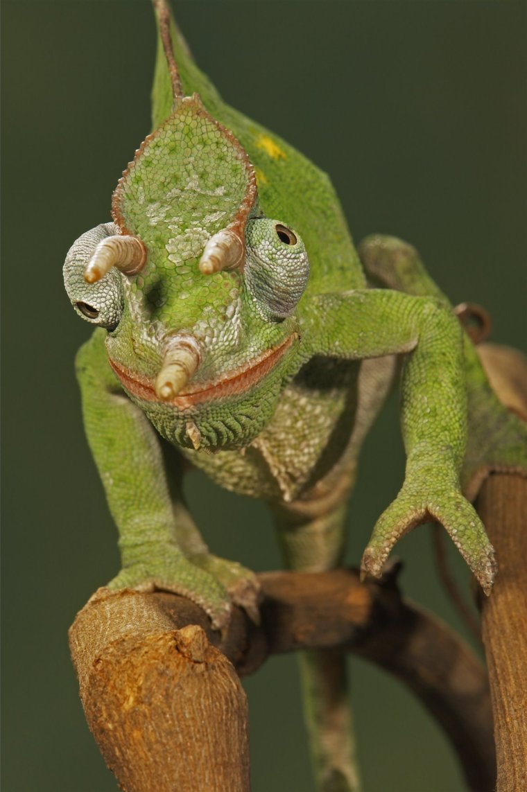 Хамелеон прикольный