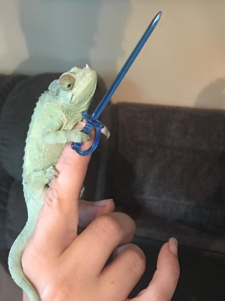 Хамелеон держит