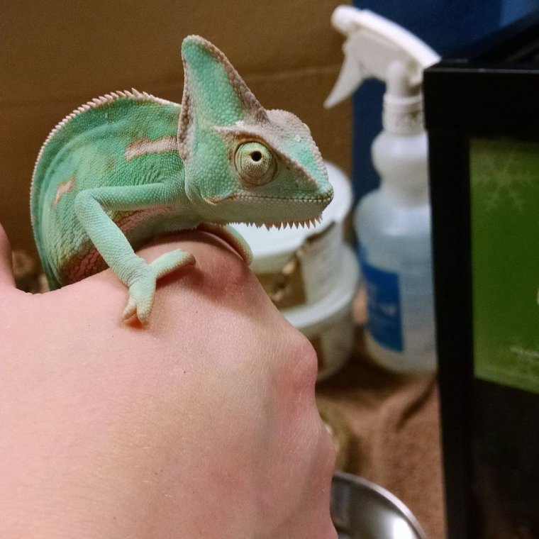 Хамелеон в плаще фото смешное