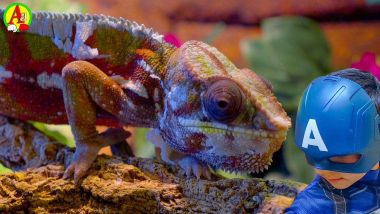 Очень смешной хамелеон