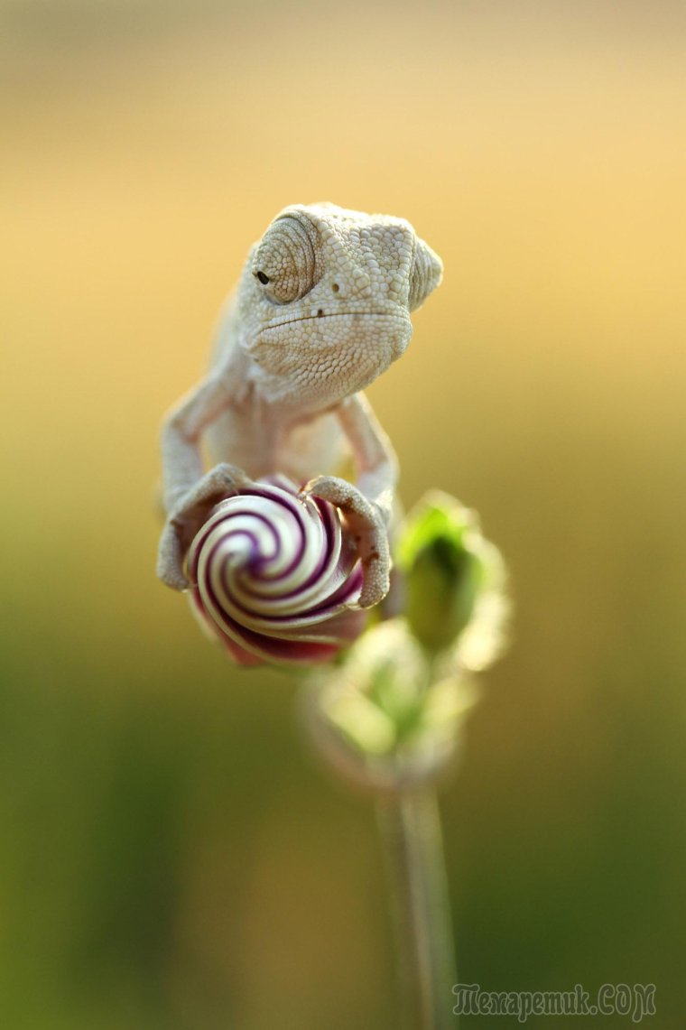Маленькие хамелеончики