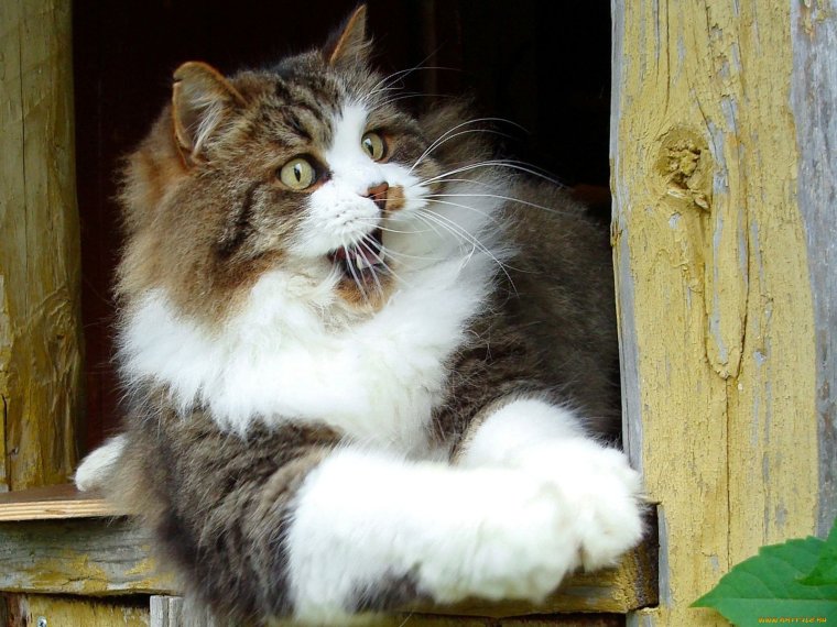 Смешные фото кошек