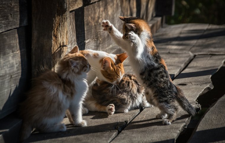 Деревенская кошка с котятами