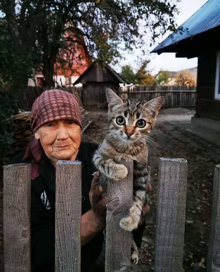 Деревенский кот