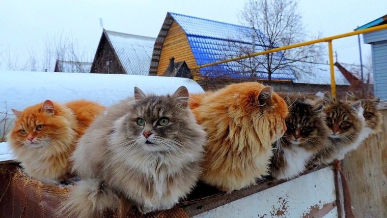 Коты Аллы Лебедевой Кошляндия