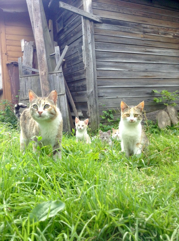 Котята Деревенские