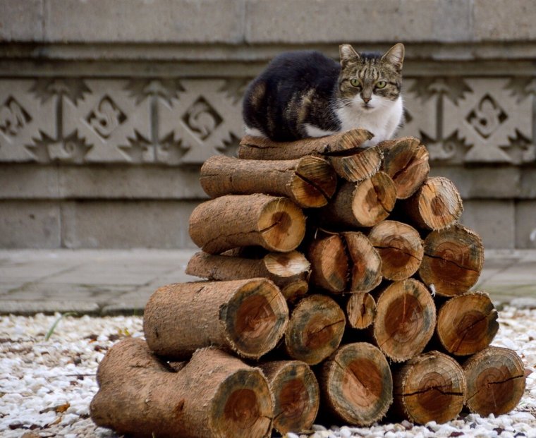 Дрова приколы