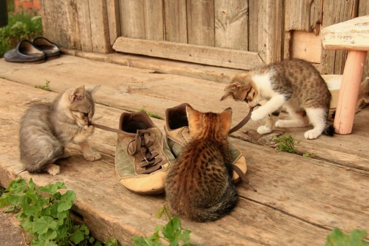 Кот в деревне