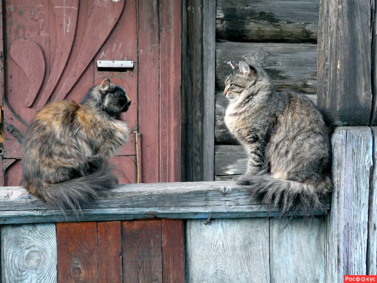 Деревенская кошка