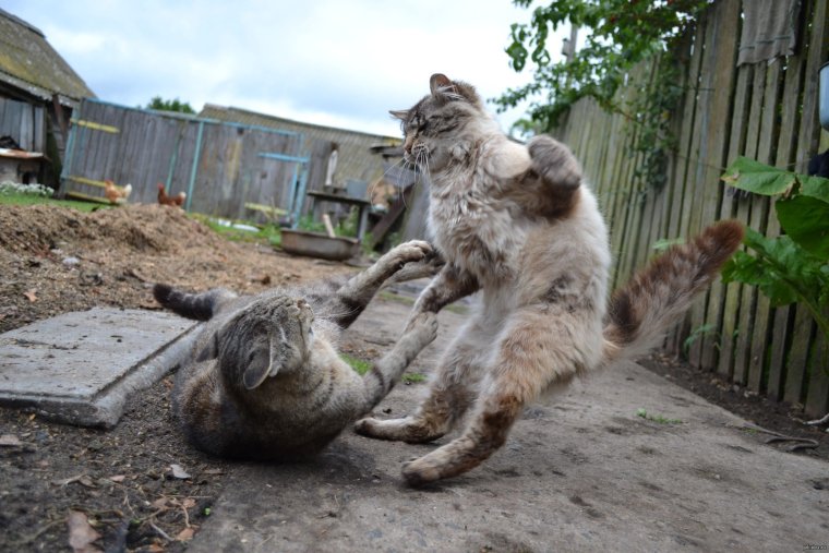 Дворовые коты дерутся