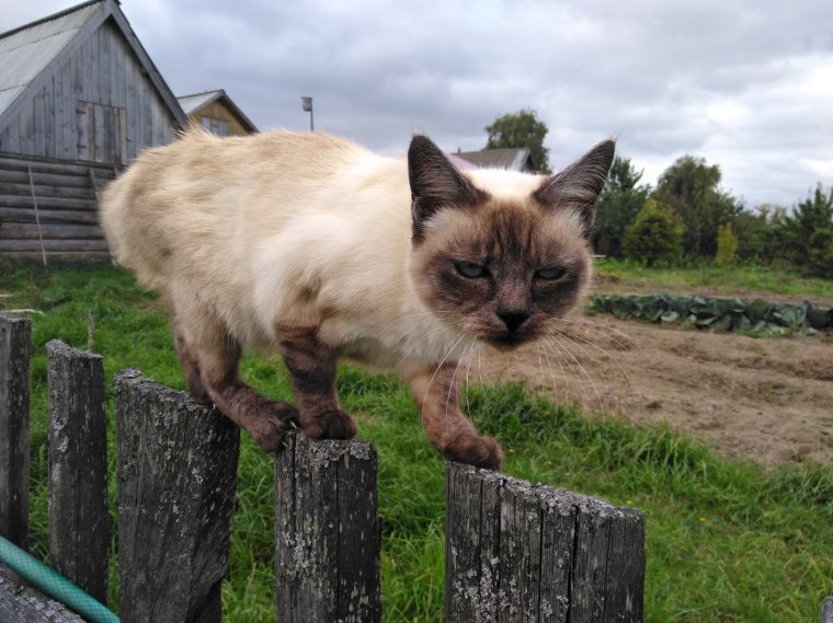 Взлохмаченный деревенский кот
