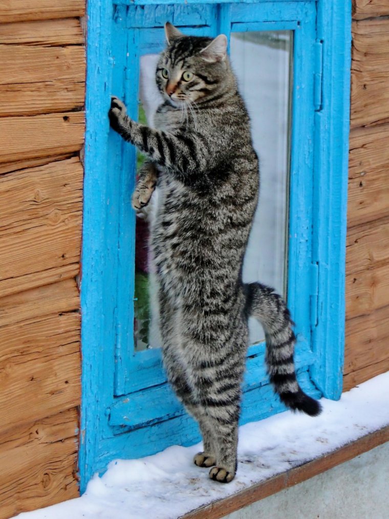 Картинки смешные котята