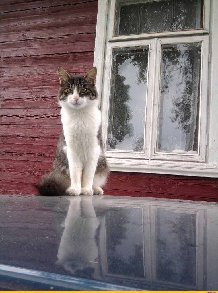 Деревенский кот демотиваторы