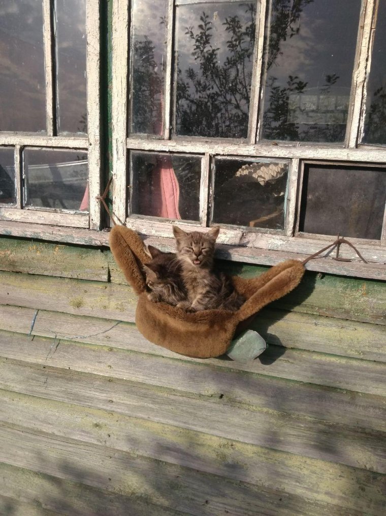 Котенок в деревне