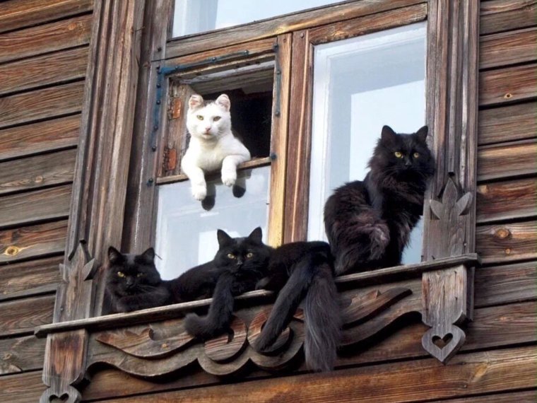 Деревенская кошка