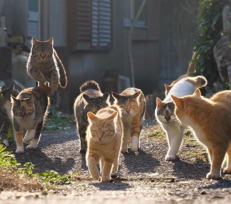 Много кошек